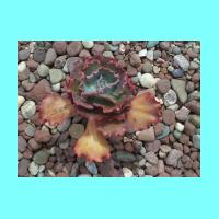 Conservatory 010.jpg